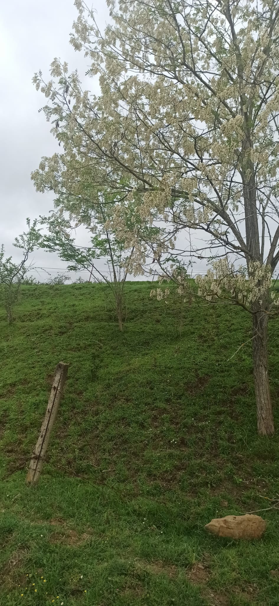 İlan Fotoğrafı
